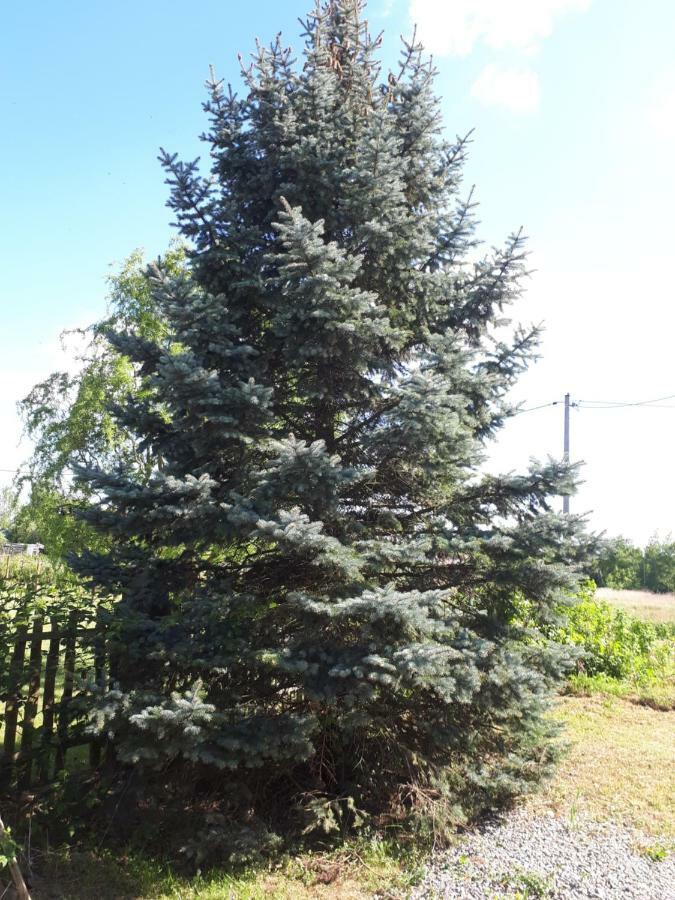 Agroturystyka "Jagap" Oaza Spokoju Dzierżoniów 外观 照片